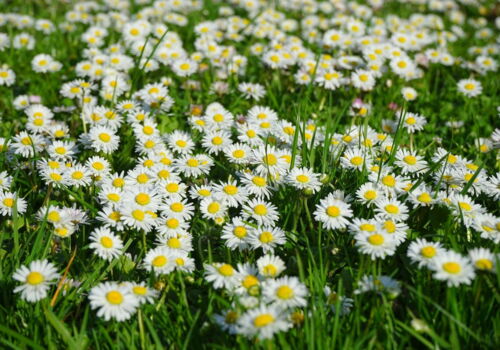 Gänseblümchenwiese