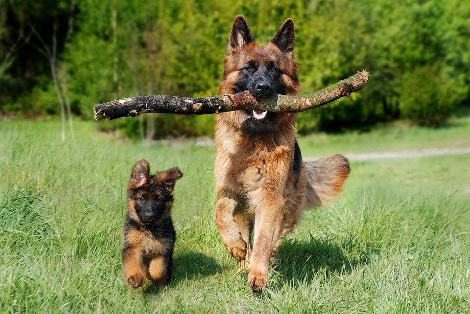 Ein kleiner und ein großer Schäferhund laufen über Wiese auf uns zu.